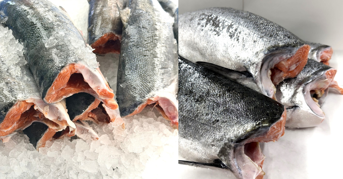 King salmon vs sockeye salmon comparison showing whole wild Alaska salmon side by side with visible differences in size, body shape, and flesh color.