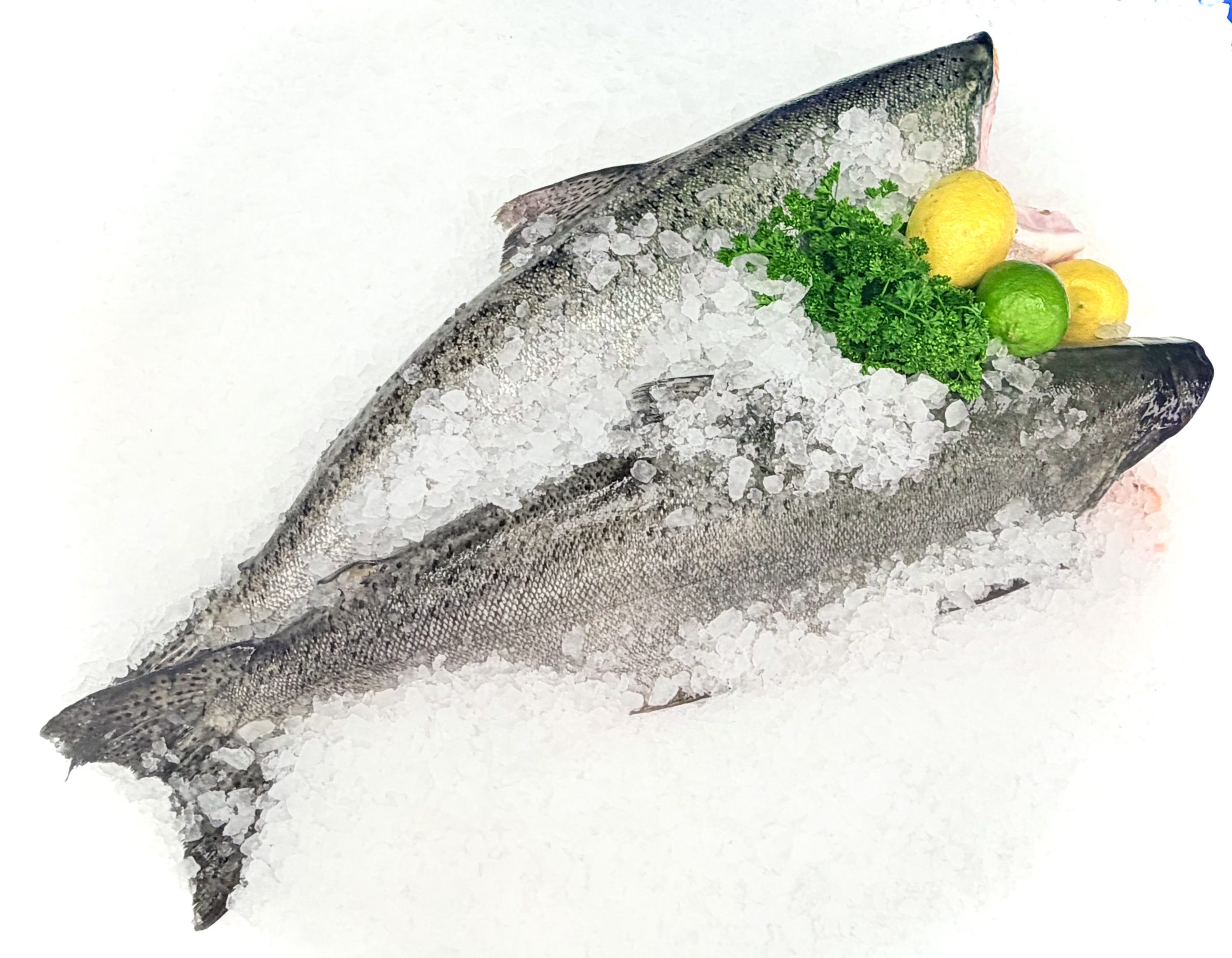Whole wild Alaska salmon on ice with lemon, lime, and parsley, ready to prepare using tips on how to cook wild Alaska salmon
